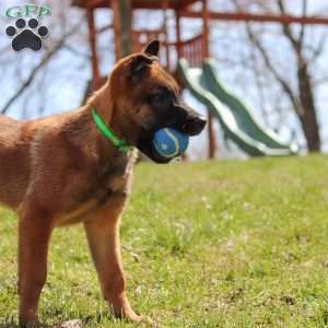 Easton, Belgian Malinois Puppy